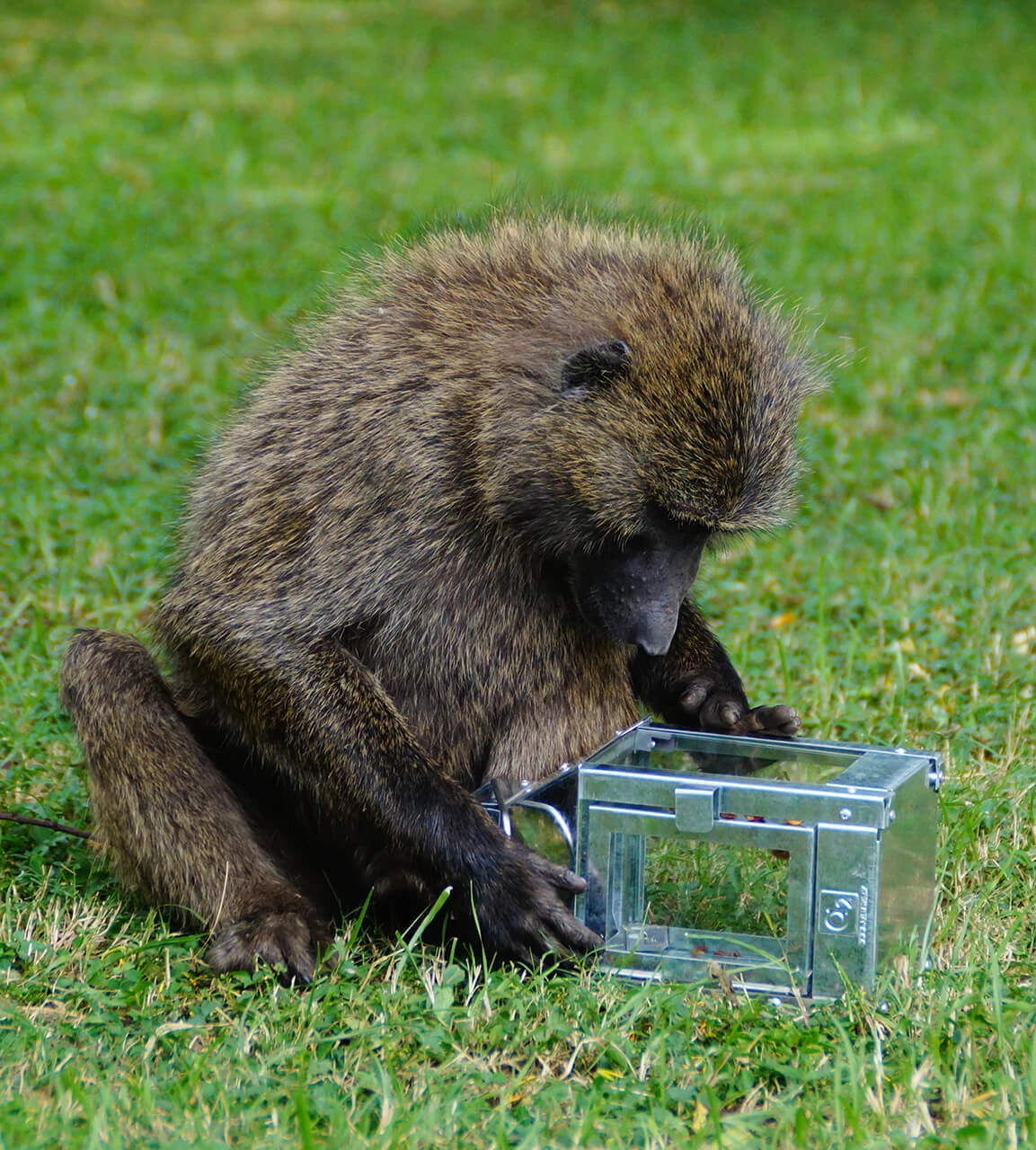 Micro Lanterne, Galvanized, 12,5x25x12,5 Cm 4 Micro Lanterne, Galvanized, 12,5x25x12,5 Cm - Billede 4