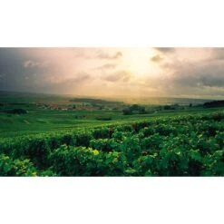 Champagne Wine Of Kings And The King Of Wines 8 Champagne Wine Of Kings And The King Of Wines -Salling Butik 9781787392861 in04