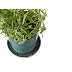 BITZ Skjuler Med Underskål, Grøn/Sort, 10 Cm 5 BITZ Skjuler Med Underskål, Grøn/Sort, 10 Cm -Salling Butik bitz skjuler med underskaal 10 cm groen og sort 2