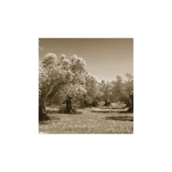 Cilio Toscana Palet Med Huller -Salling Butik olivetrees 300 m